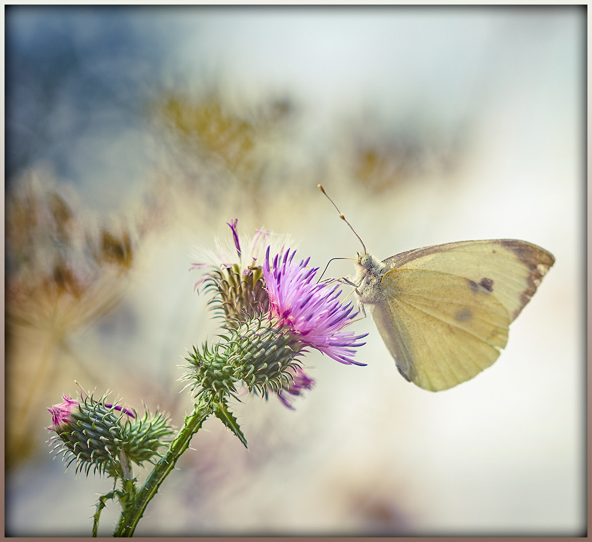 Sony ILCA-77M2 + 105mm F2.8 sample photo. Butterfly photography