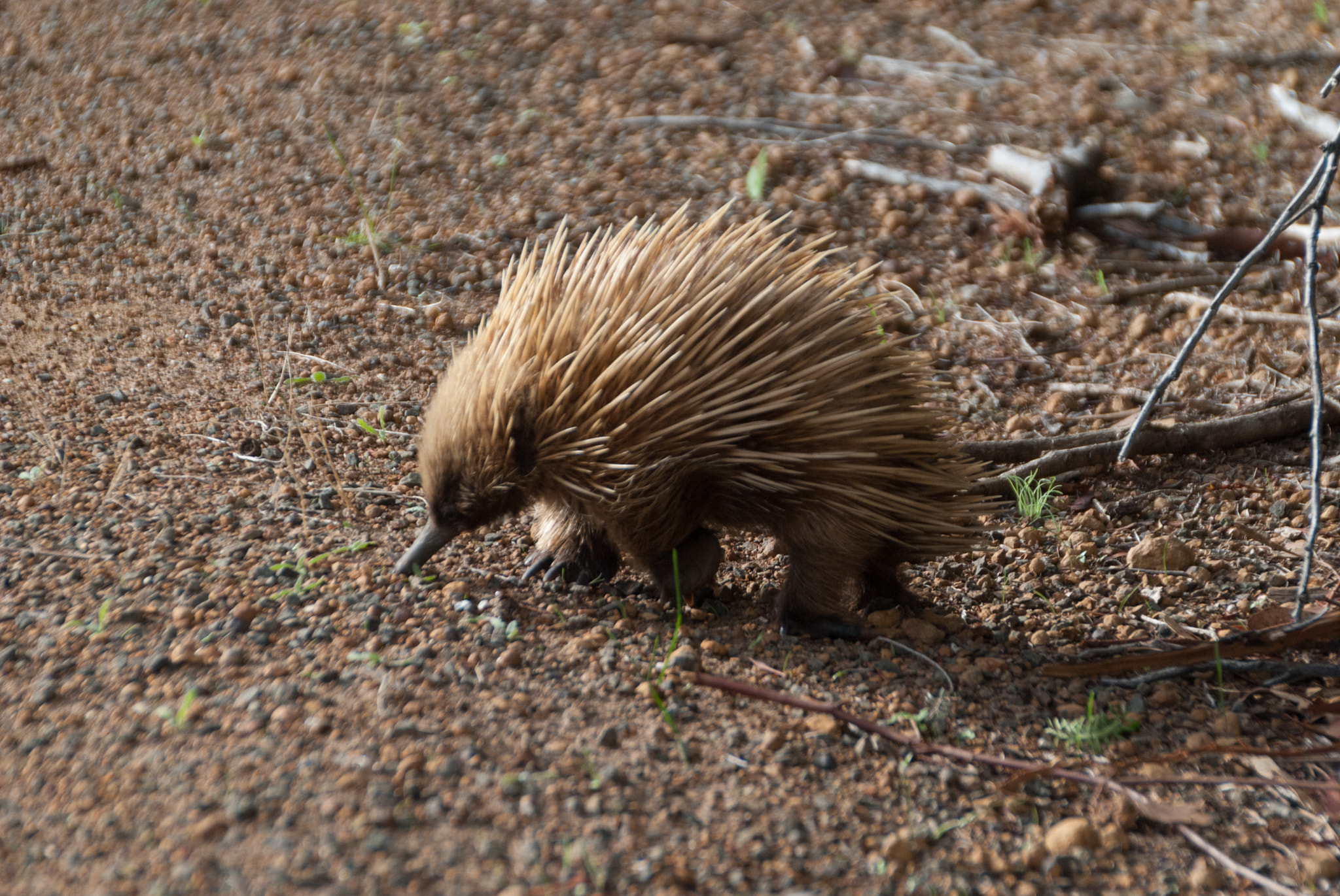 Sigma 18-200mm F3.5-6.3 II DC OS HSM sample photo. Australia photography