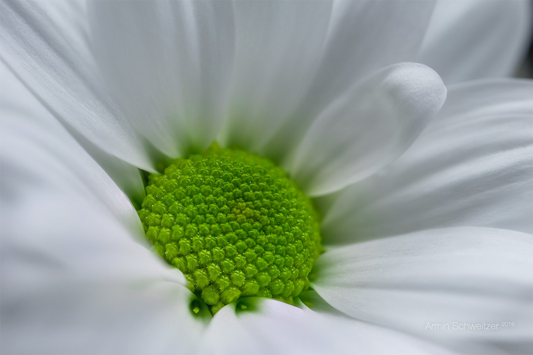 Sony SLT-A77 + 90mm F2.8 Macro SSM sample photo. Simply white photography