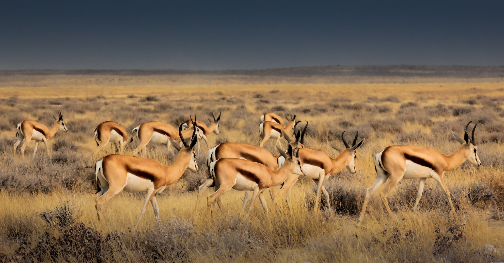 Canon EF 100-400mm F4.5-5.6L IS USM sample photo. Springbok photography