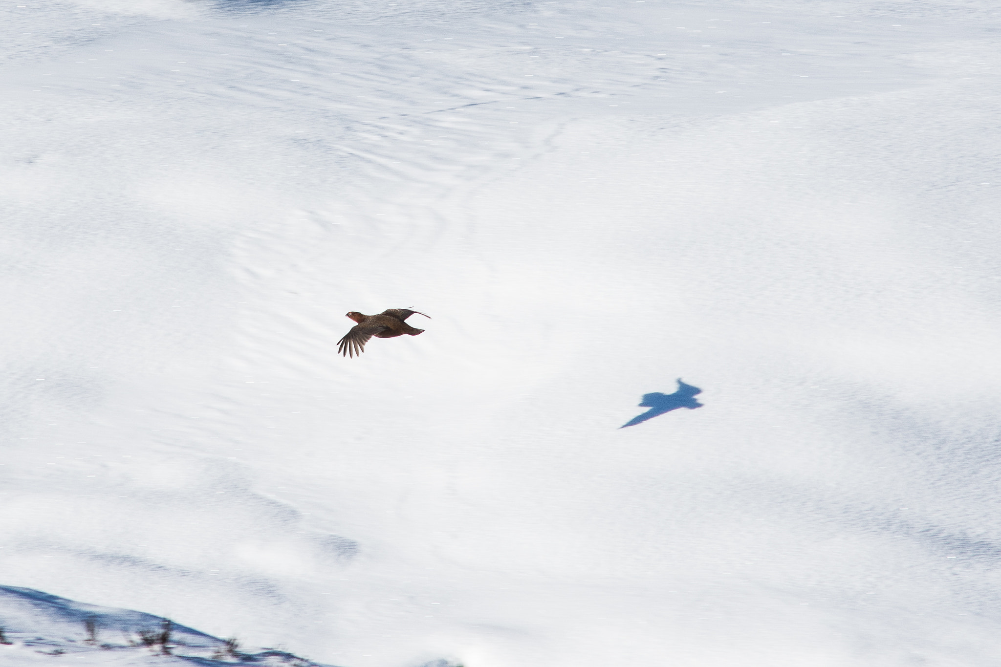 Nikon D7200 + AF Nikkor 300mm f/4 IF-ED sample photo. Red grouse flying below photography