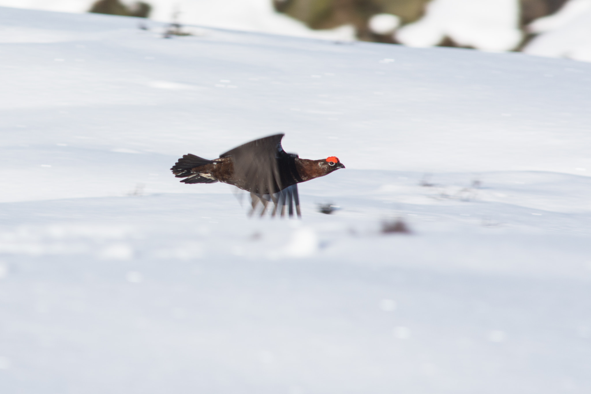 Nikon D7200 + AF Nikkor 300mm f/4 IF-ED sample photo. Red grouse fly past photography