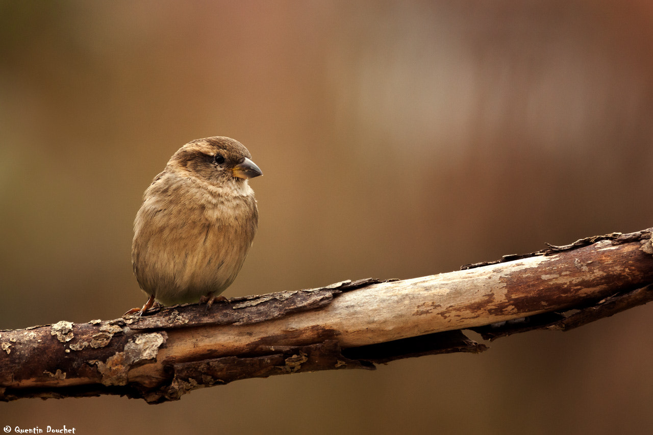 Canon EF 100-400mm F4.5-5.6L IS USM sample photo. Moineau photography