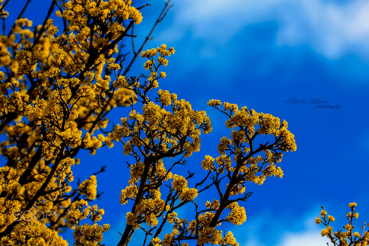 Canon EOS 550D (EOS Rebel T2i / EOS Kiss X4) sample photo. Spring time monetenegro 2016 photography