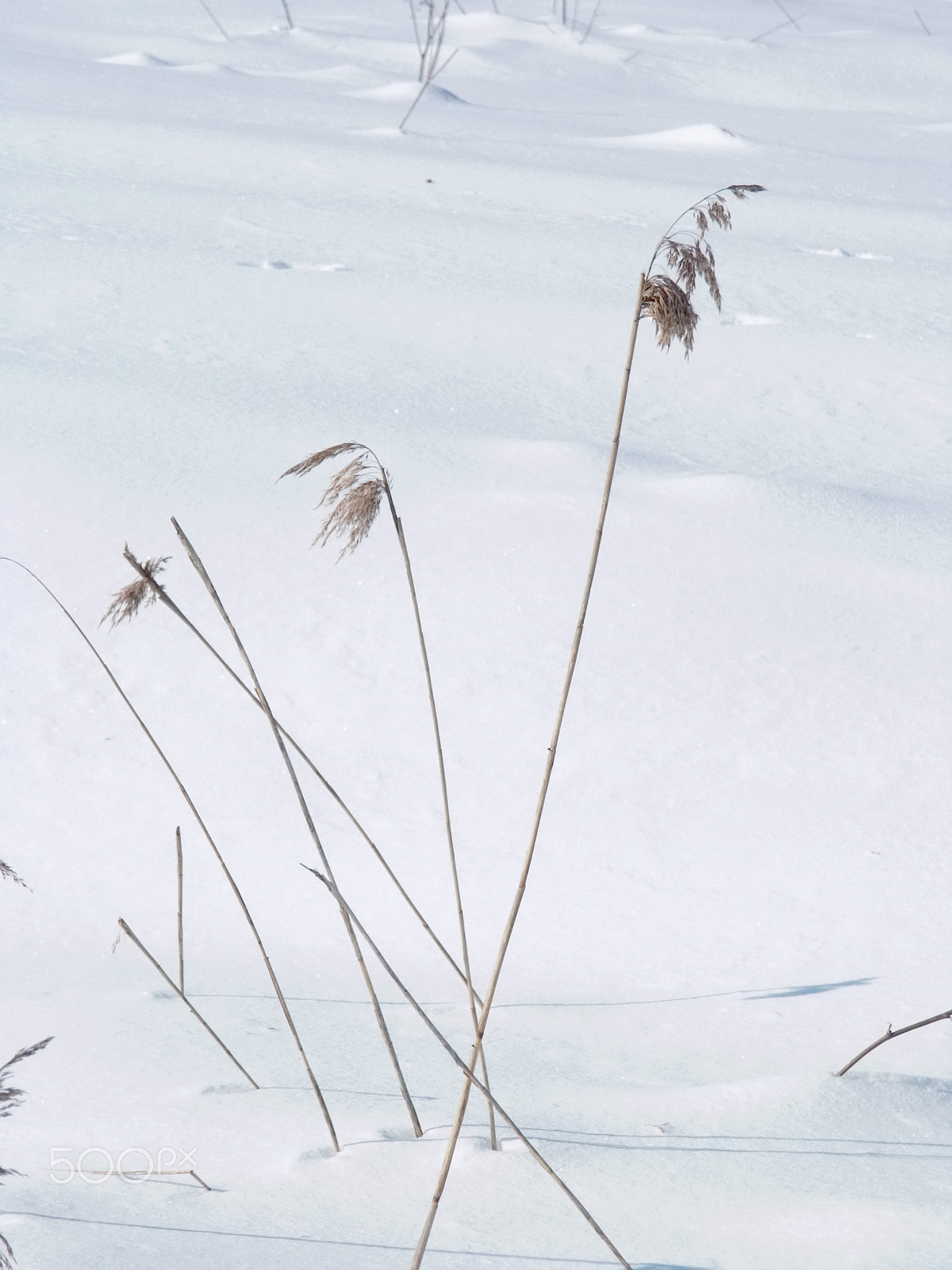 KONICA MINOLTA DiMAGE 7Hi sample photo. Winter photography