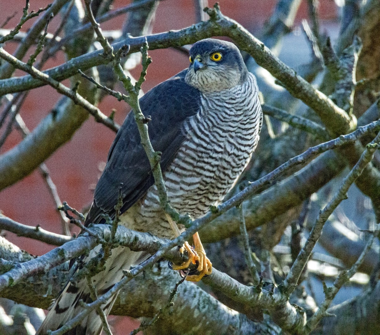 Tamron SP 150-600mm F5-6.3 Di VC USD sample photo. Goshawk photography