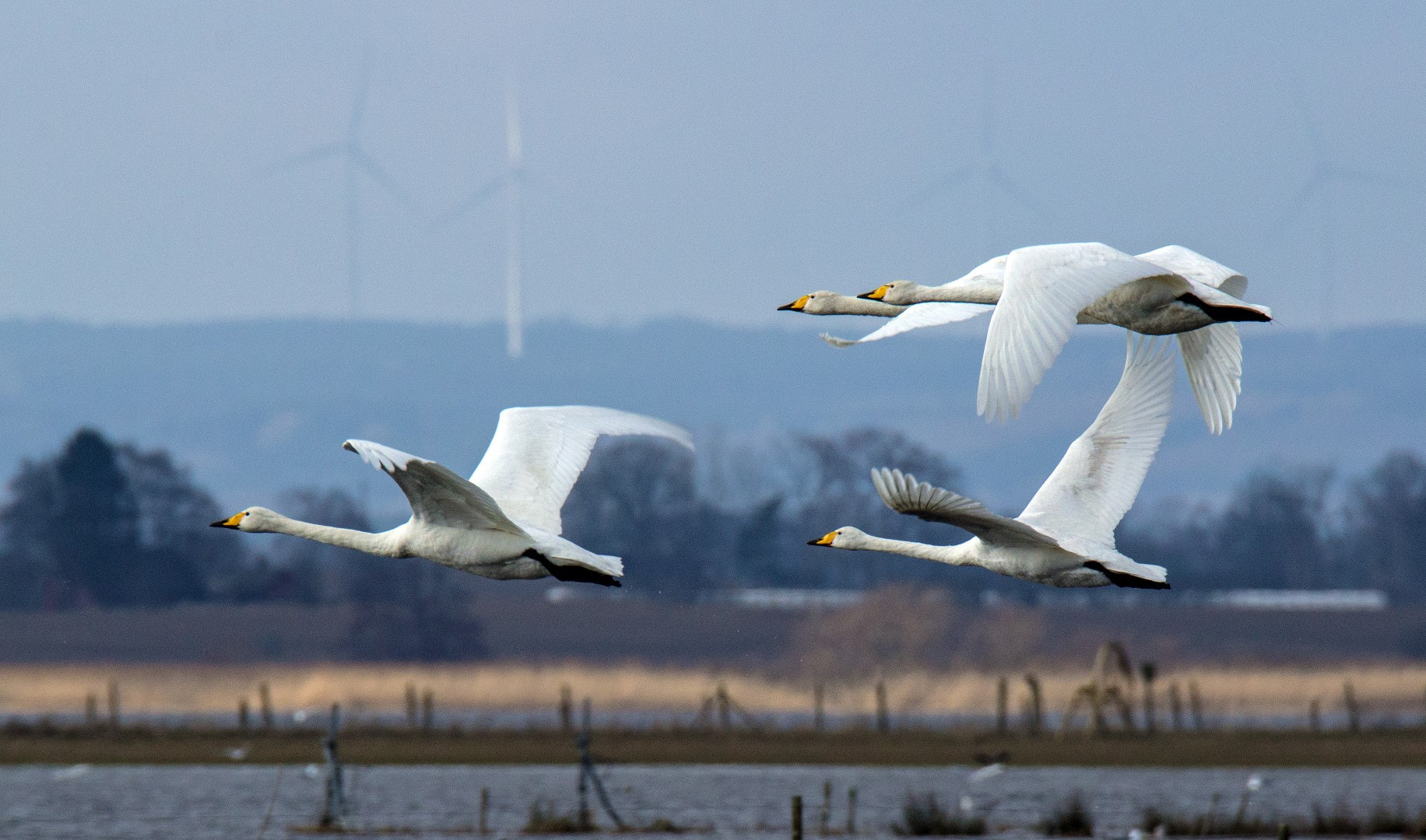 Tamron SP 150-600mm F5-6.3 Di VC USD sample photo. Cygnus cygnus photography