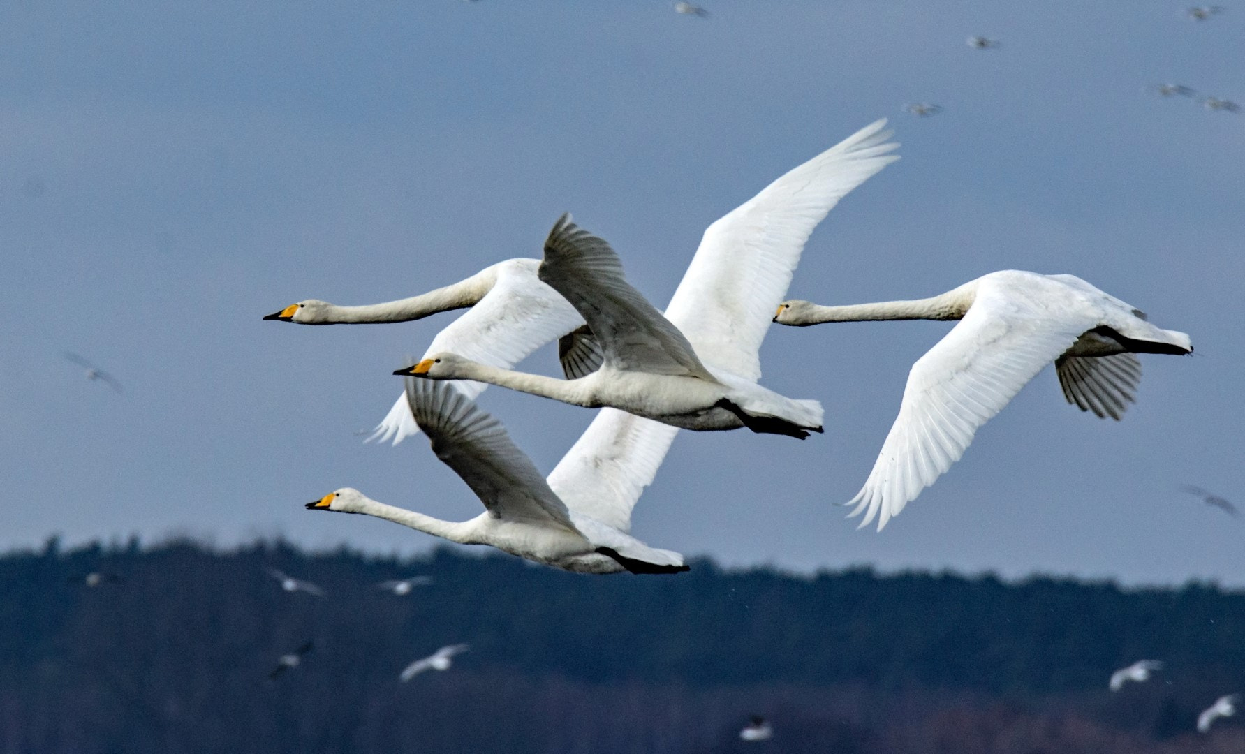 Tamron SP 150-600mm F5-6.3 Di VC USD sample photo. Cygnus cygnus photography