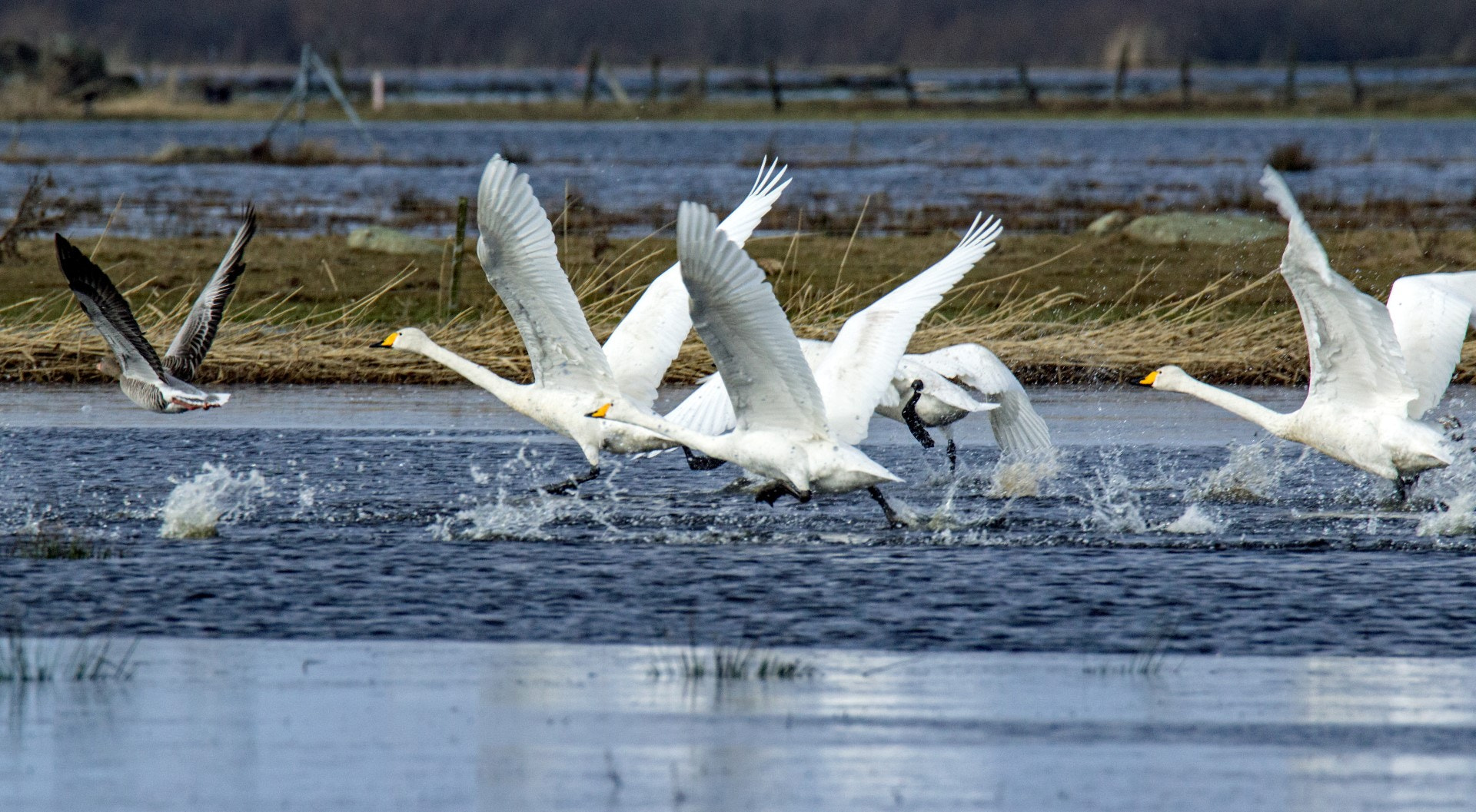 Tamron SP 150-600mm F5-6.3 Di VC USD sample photo. Taking off photography