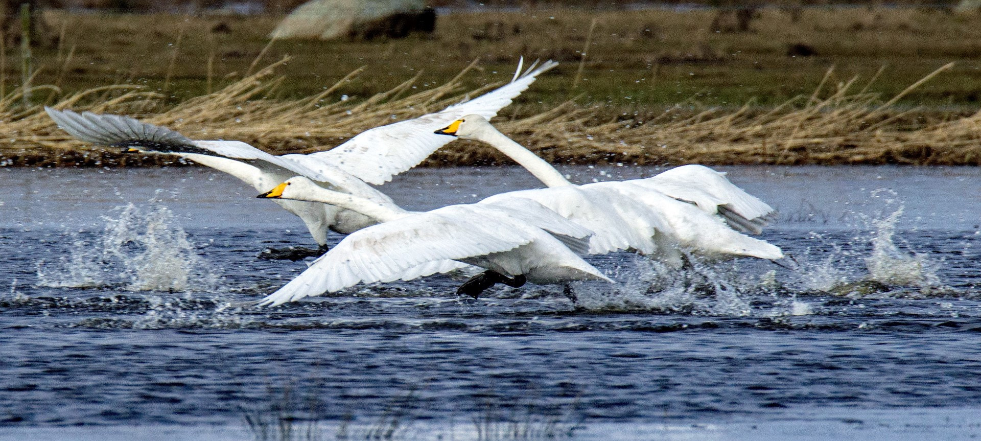 Tamron SP 150-600mm F5-6.3 Di VC USD sample photo. Taking off photography