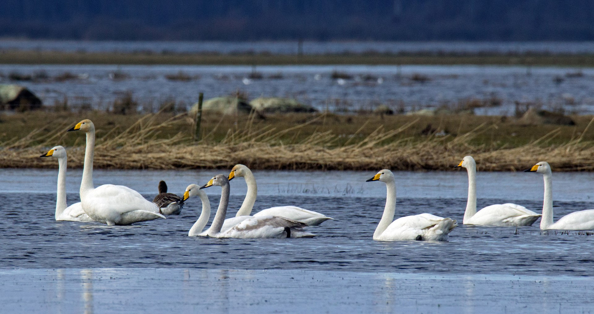 Tamron SP 150-600mm F5-6.3 Di VC USD sample photo. In the wetlands photography