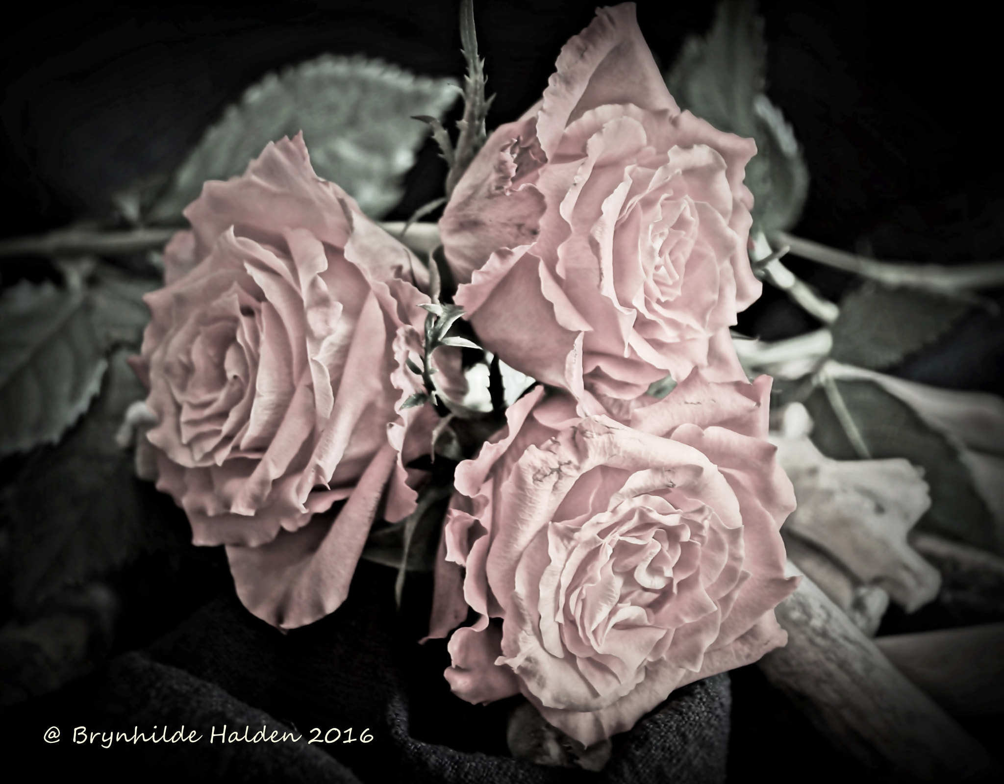 Sony DT 18-250mm F3.5-6.3 sample photo. Rosa rose photography