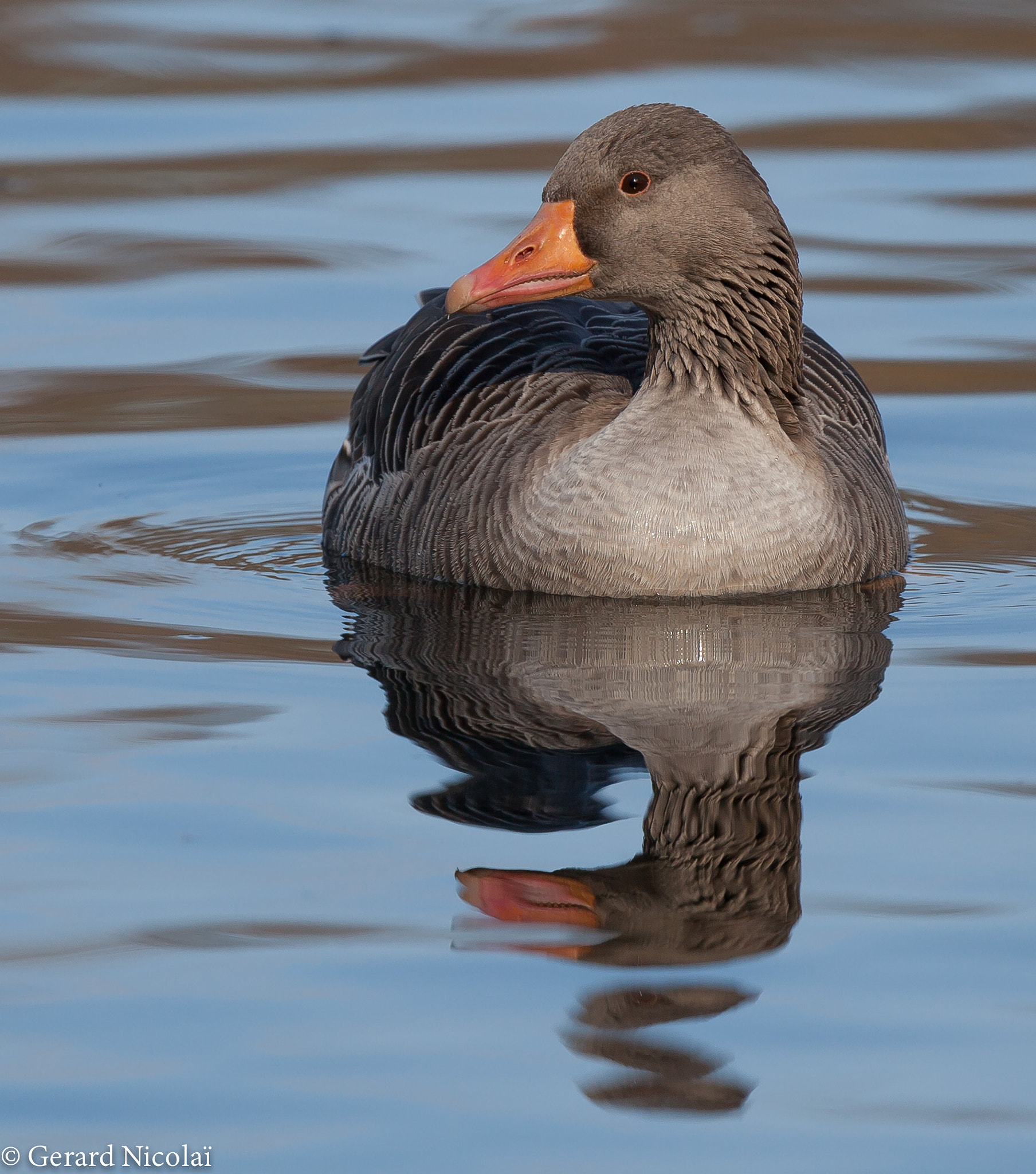 Canon EF 300mm F2.8L IS USM sample photo. Greylag goose photography