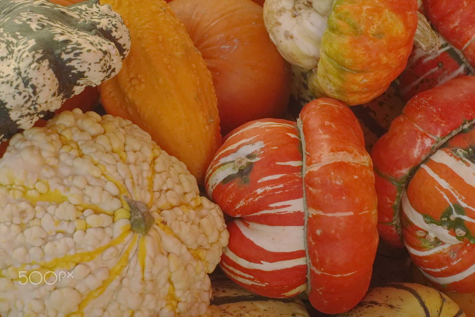 Pentax *ist D + Pentax smc FA 50mm F1.4 sample photo. Pumpkin photography