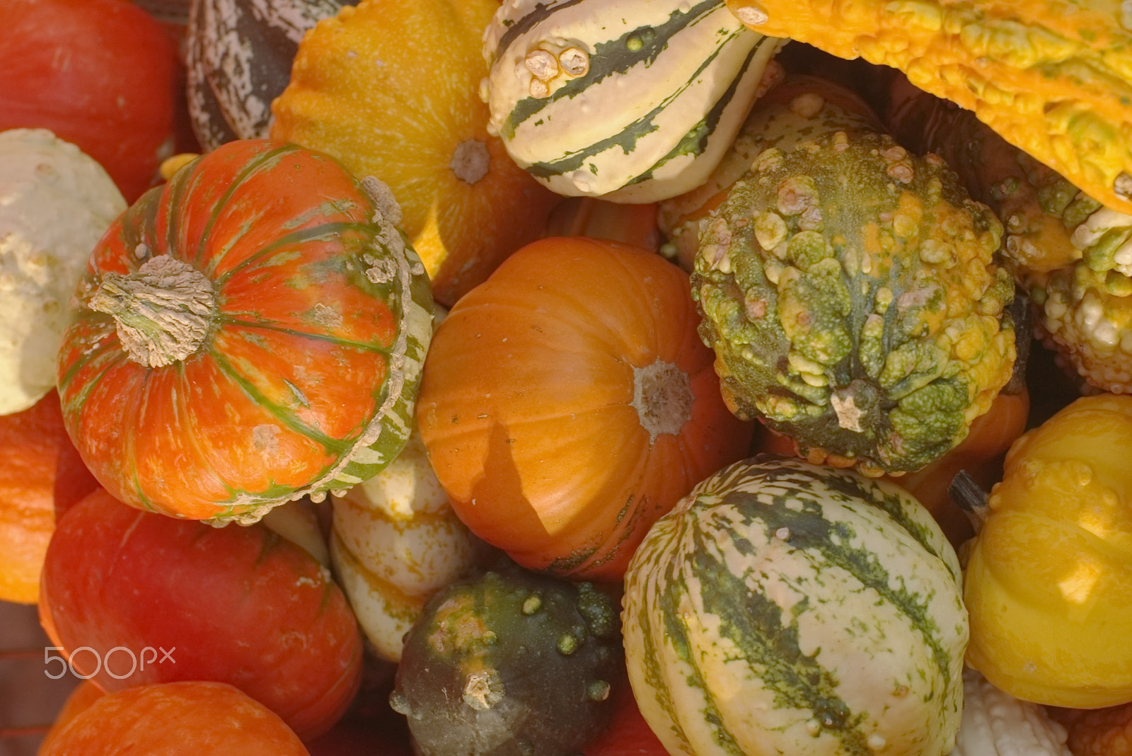 Pentax *ist D + Pentax smc FA 50mm F1.4 sample photo. Pumpkin photography