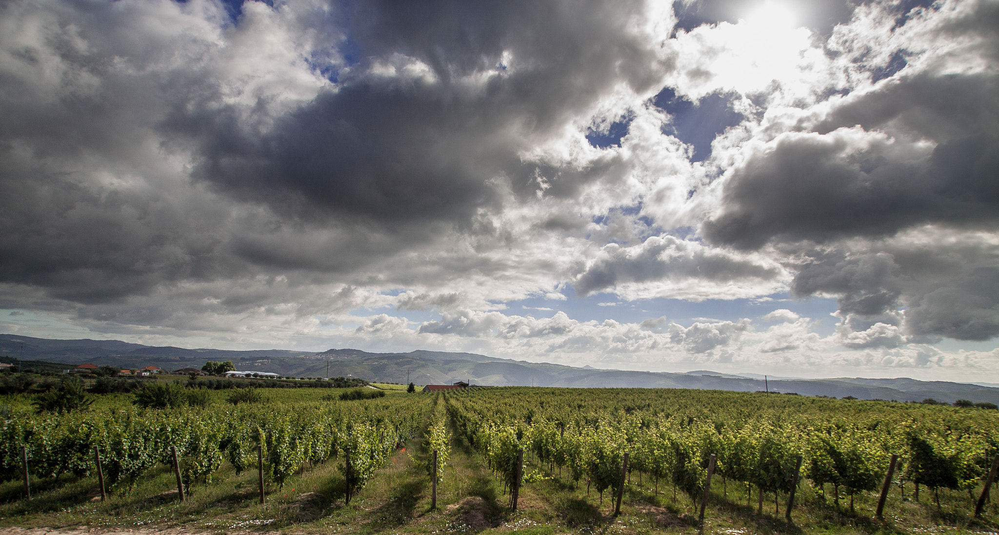 Sigma 10-20mm F3.5 EX DC HSM sample photo. Wines of portugal - douro valley photography
