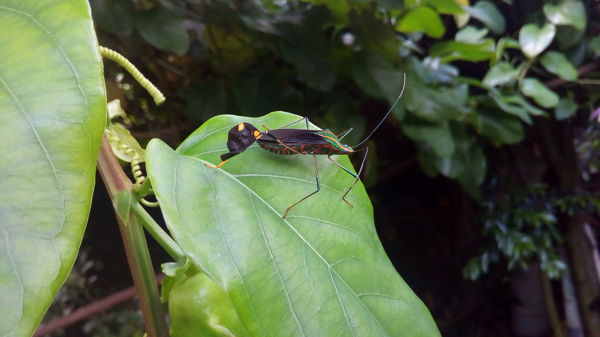 ASUS Zenfone Go (ASUS_Z00VD) sample photo