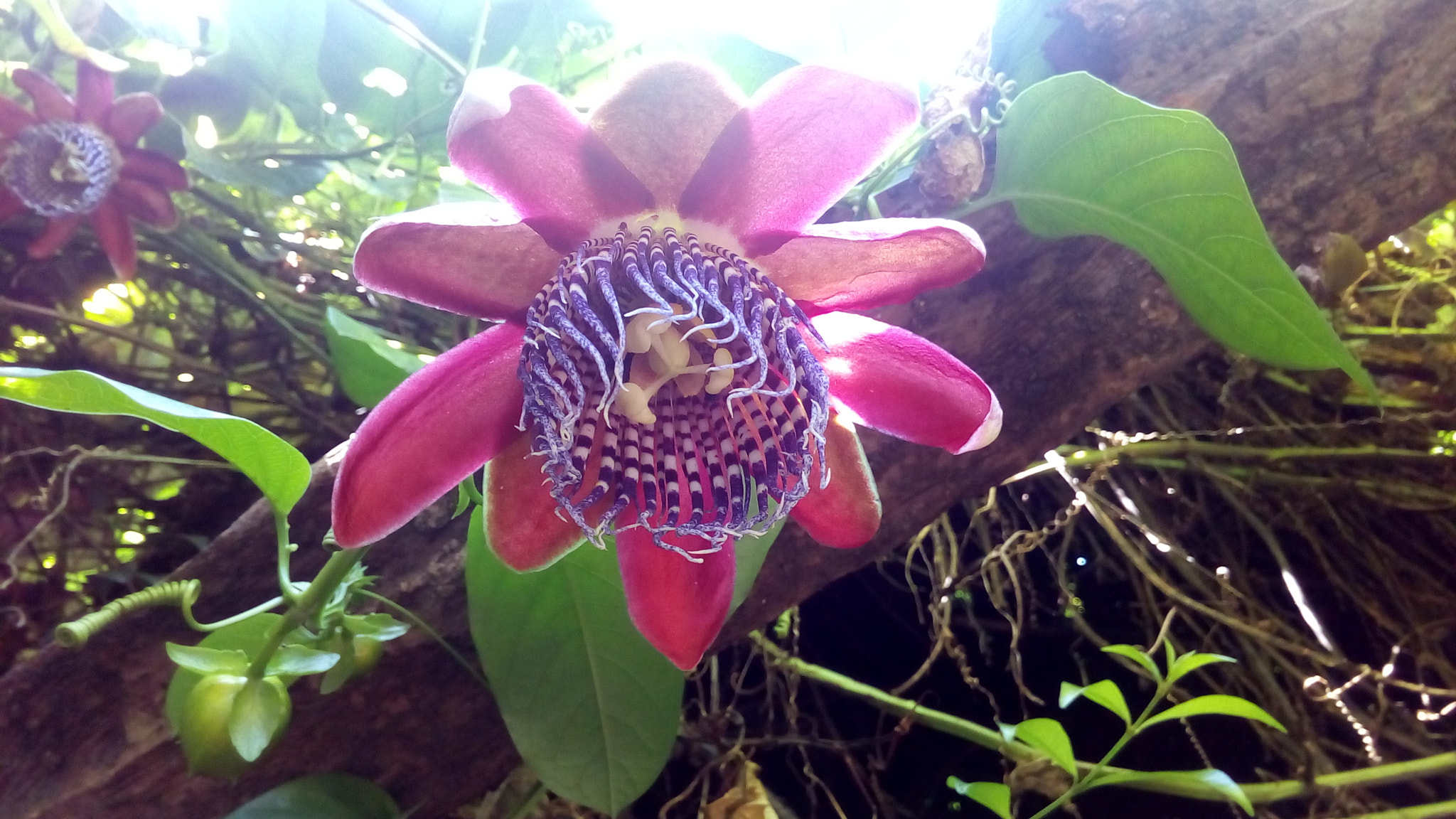 ASUS Zenfone Go (ASUS_Z00VD) sample photo