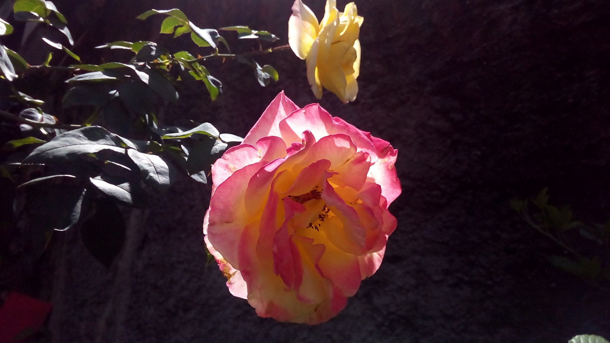 ASUS Zenfone Go (ASUS_Z00VD) sample photo