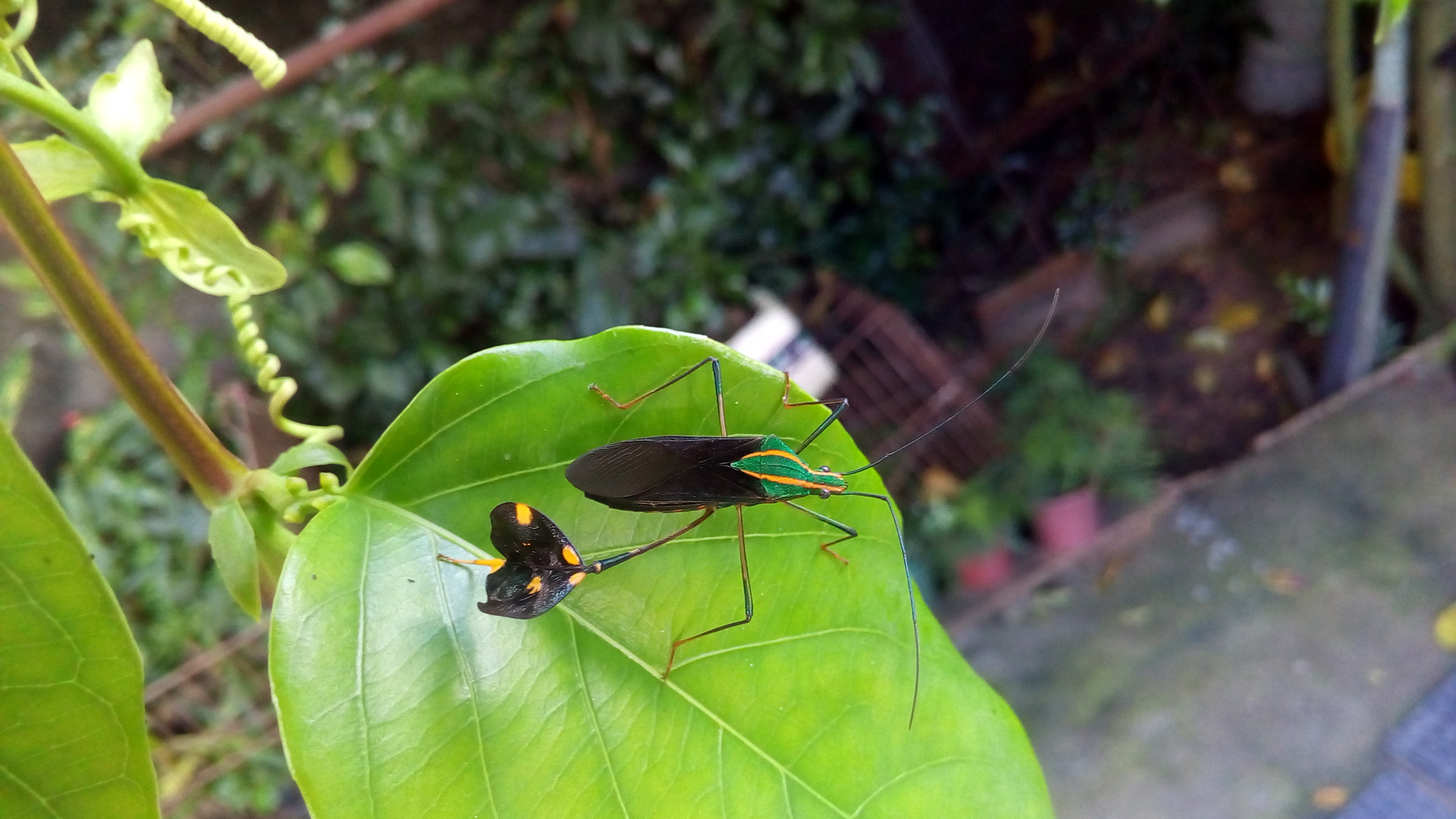 ASUS Zenfone Go (ASUS_Z00VD) sample photo