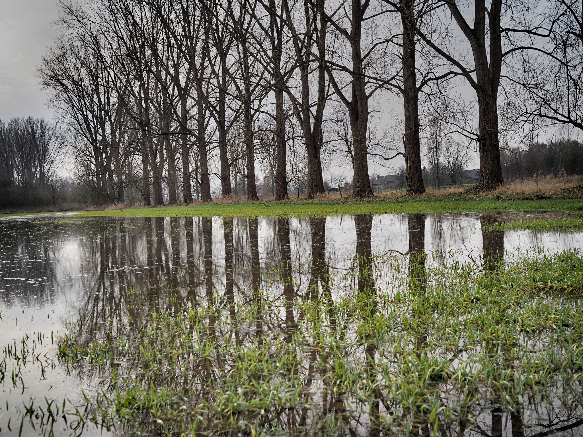 Olympus PEN-F + Sigma 19mm F2.8 EX DN sample photo. Im wasser... photography