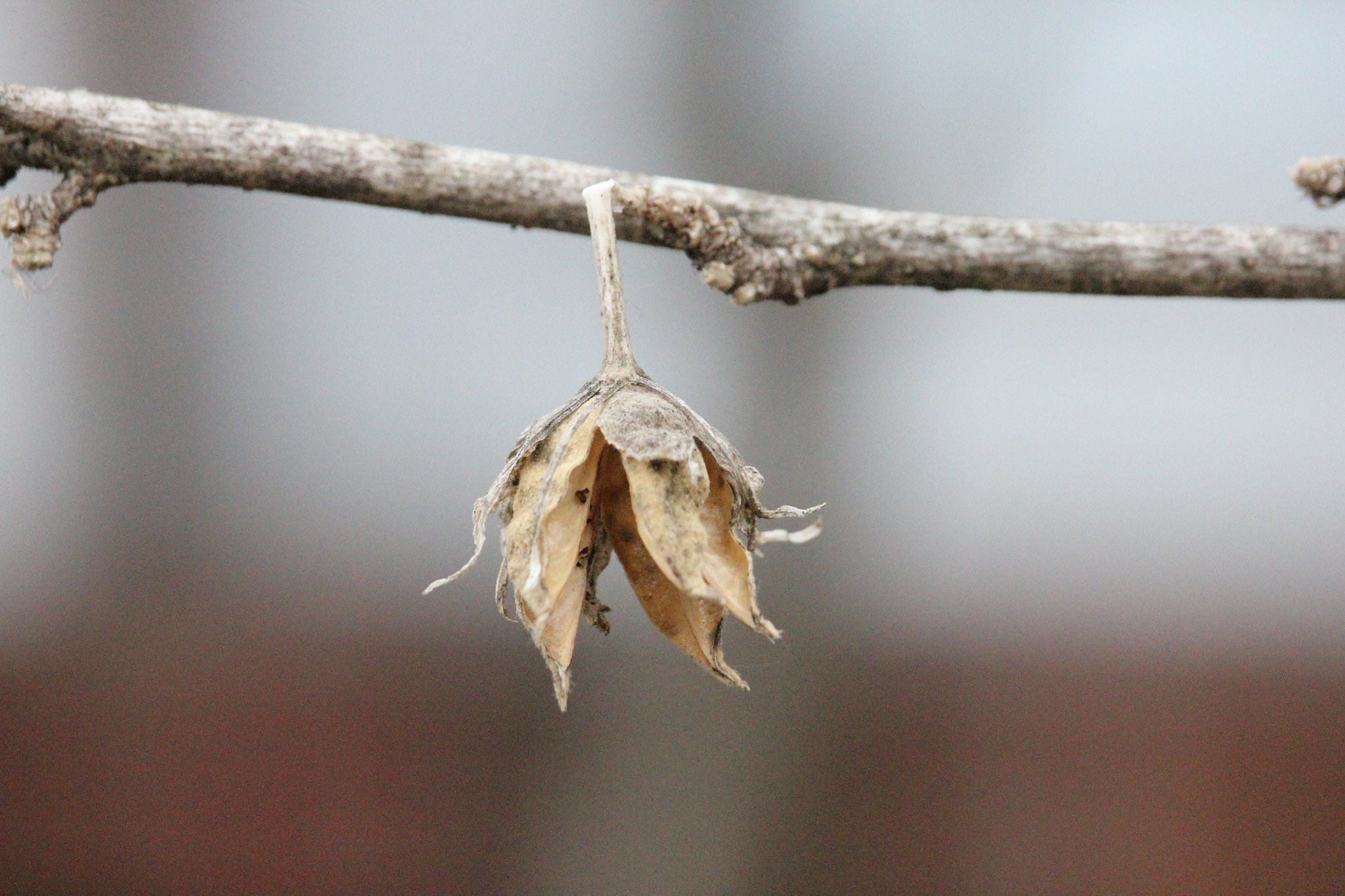 Canon EF-S 55-250mm F4-5.6 IS STM sample photo. Resilient photography