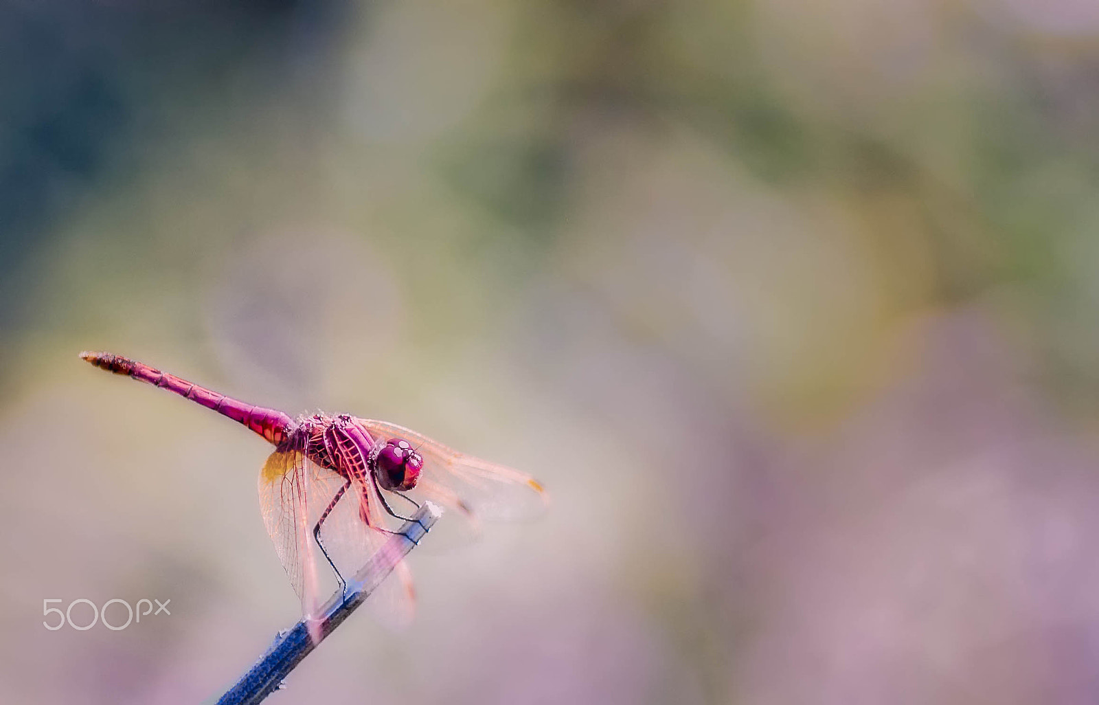 Nikon D70 sample photo. The dragonfly photography