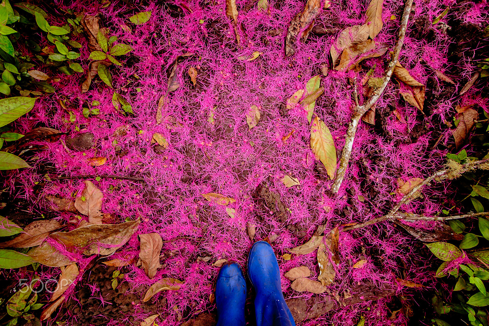 Canon EF-S 10-18mm F4.5–5.6 IS STM sample photo. Pink blues photography