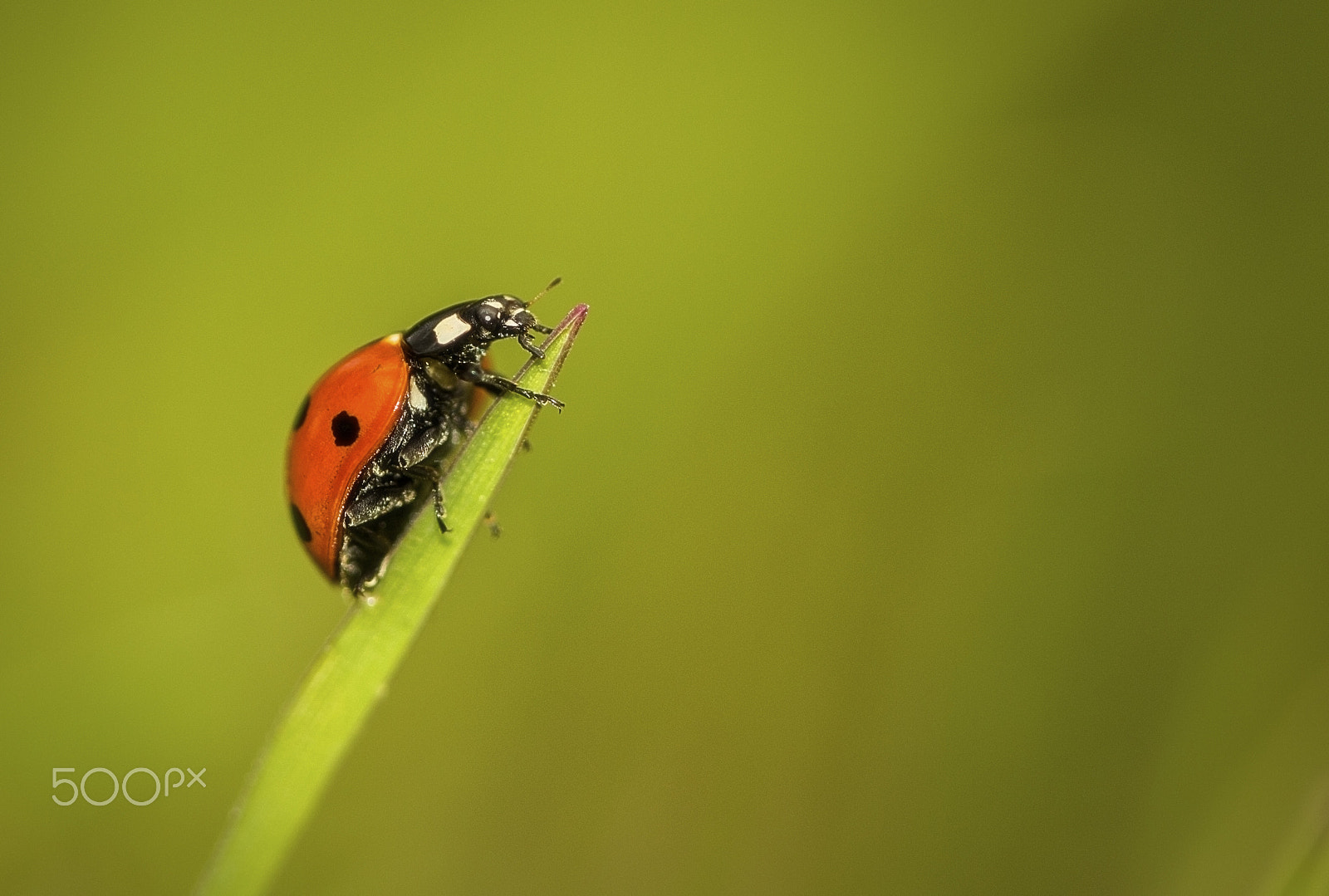 Canon EF 100mm F2.8 Macro USM sample photo. It smells spring photography