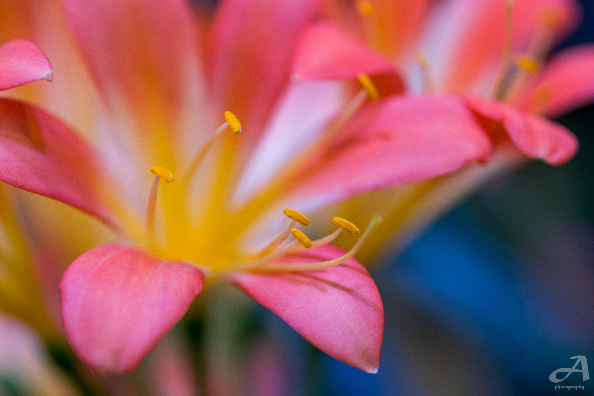 Nikon AF-S Micro-Nikkor 60mm F2.8G ED sample photo. Close. photography