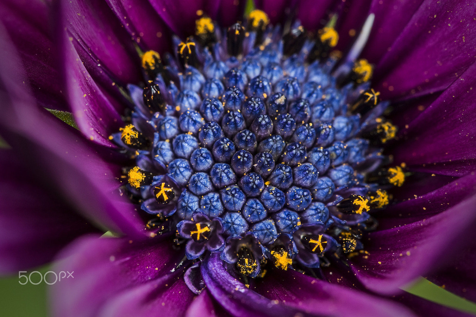 Canon EF 100mm F2.8 Macro USM sample photo. Colors photography