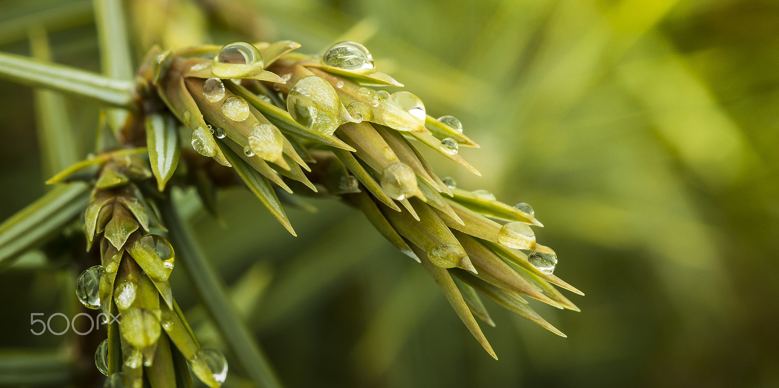 Canon EF 100mm F2.8 Macro USM sample photo. Rain drops photography