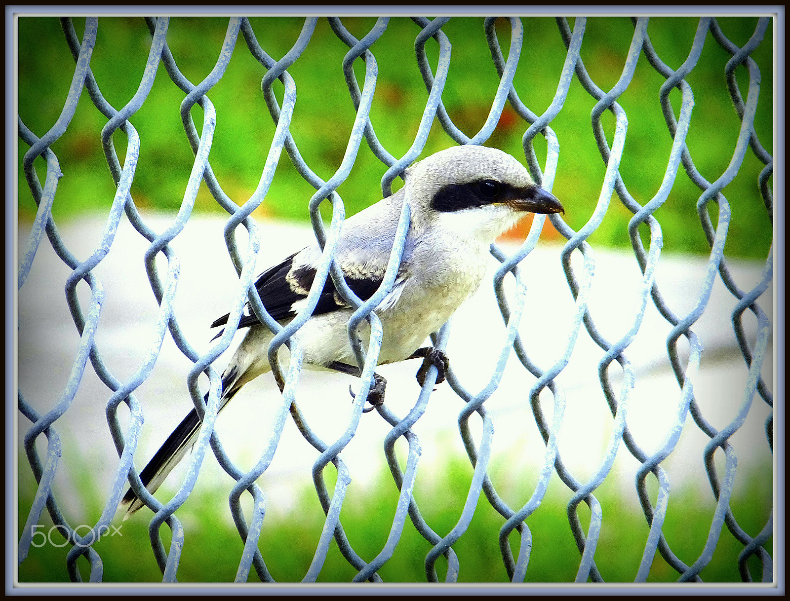 Fujifilm FinePix F850EXR sample photo. Outdoor jail. loggerhead shrike photography