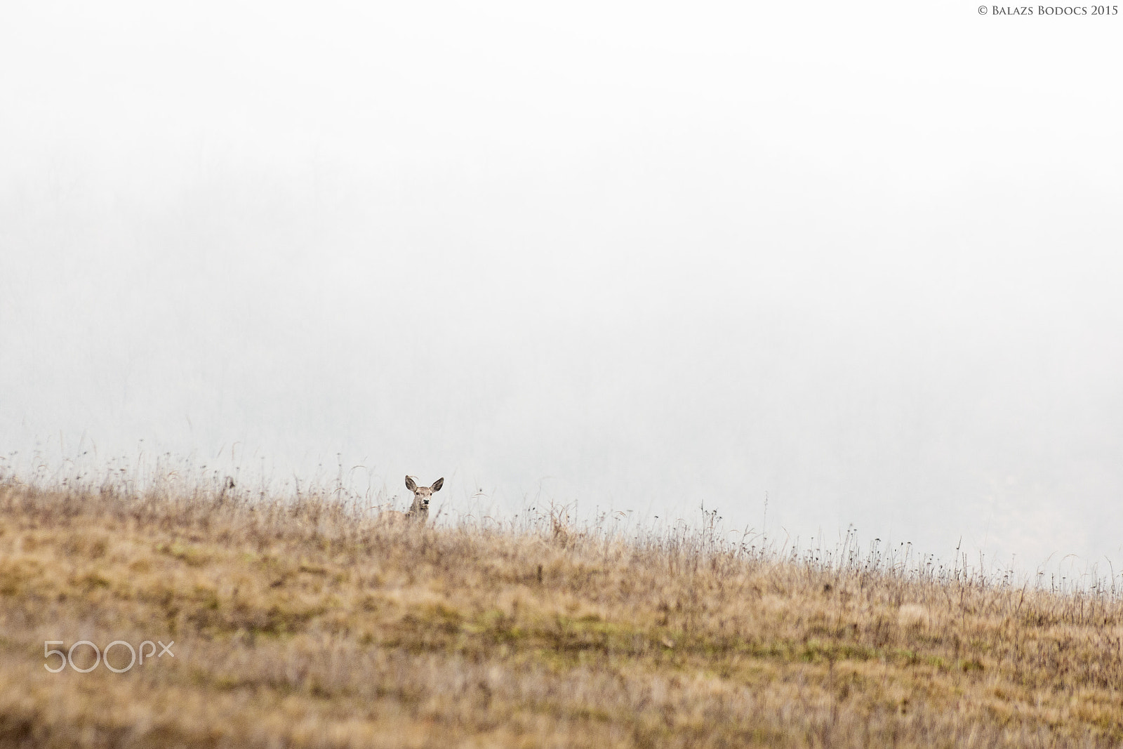 Canon EOS 70D + Canon EF 50mm f/1.8 sample photo. Peekaboo photography