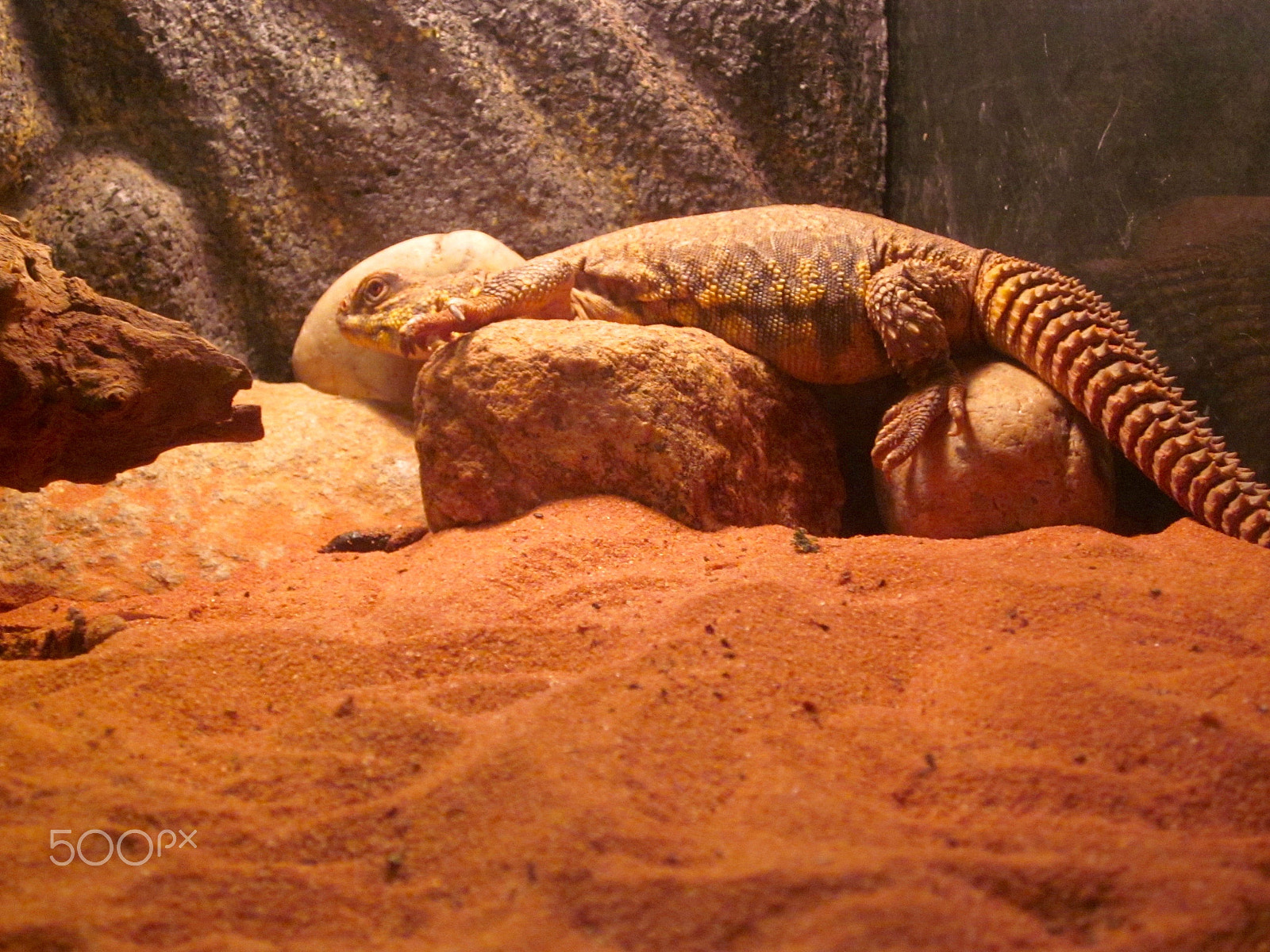 Canon PowerShot SD1300 IS (IXUS 105 / IXY 200F) sample photo. Iguana in the sand photography