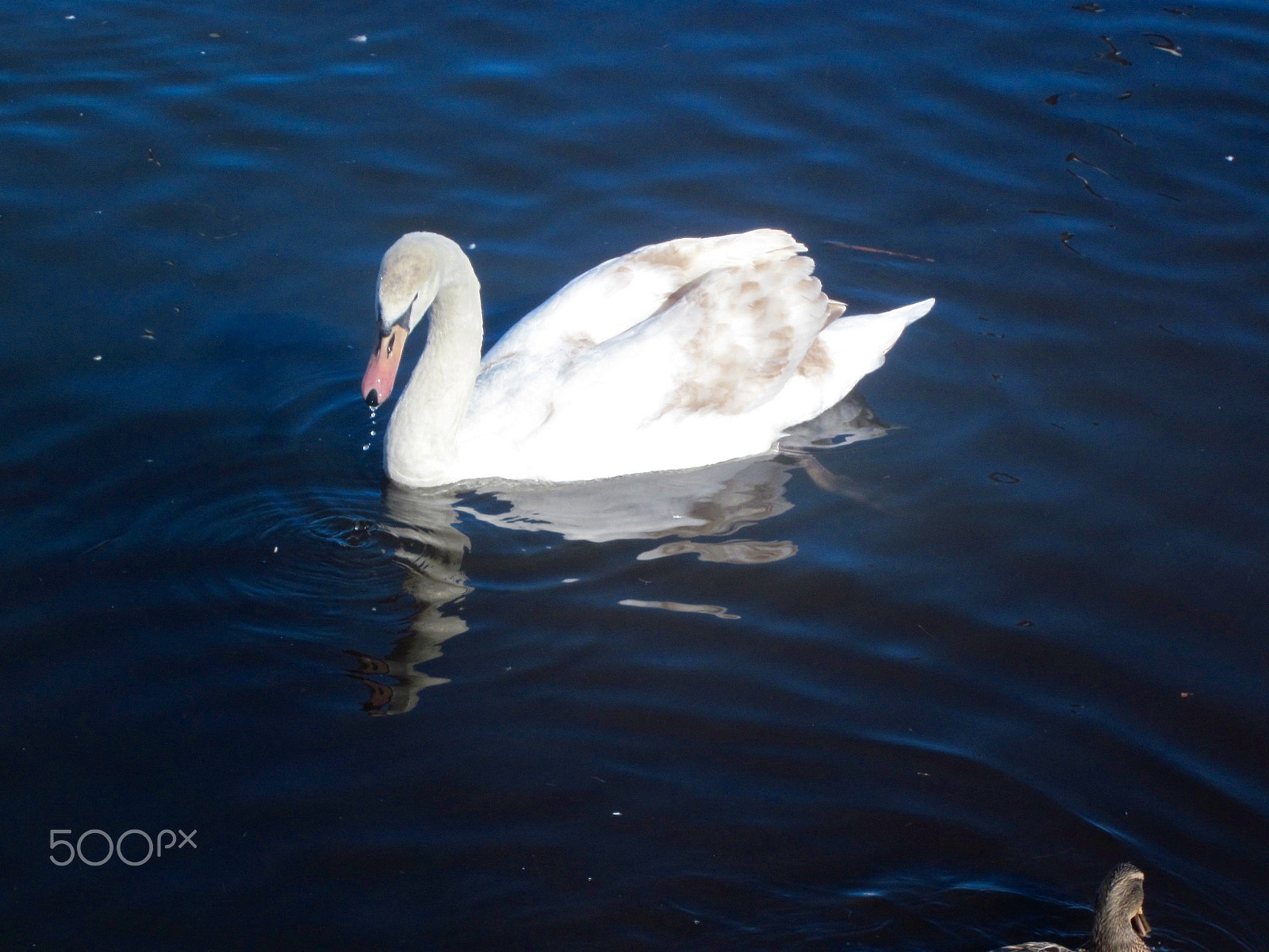 Canon PowerShot SD1300 IS (IXUS 105 / IXY 200F) sample photo. Swan on farm pond photography