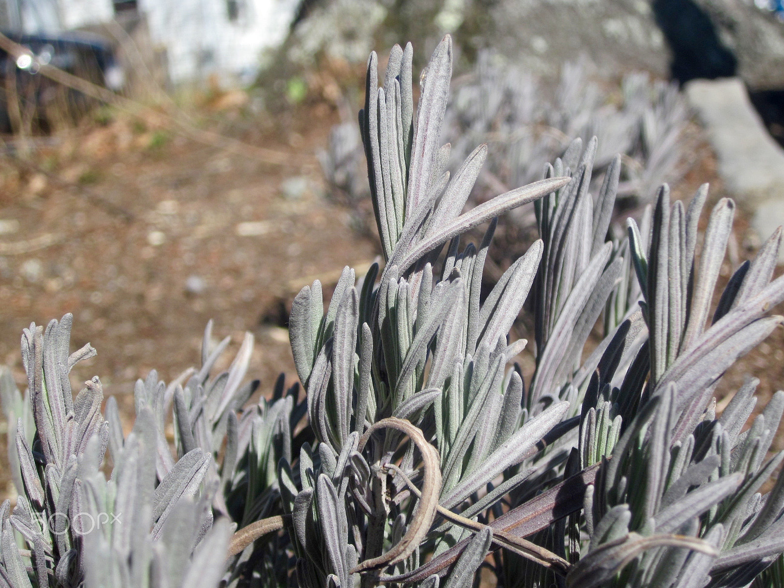 Canon PowerShot SD1300 IS (IXUS 105 / IXY 200F) sample photo. Lavender in the garden photography