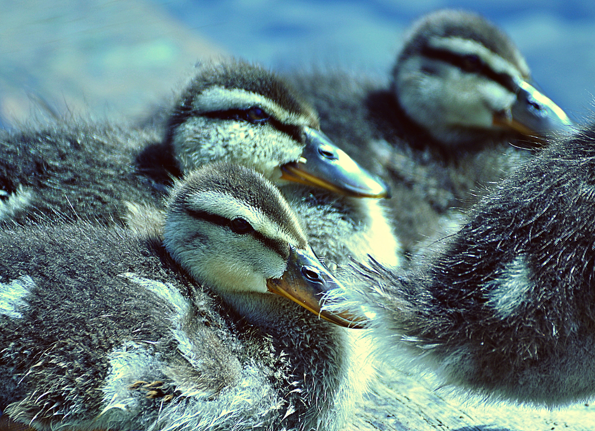 Nikon D90 + Sigma 70-300mm F4-5.6 DG OS sample photo. Duck photography