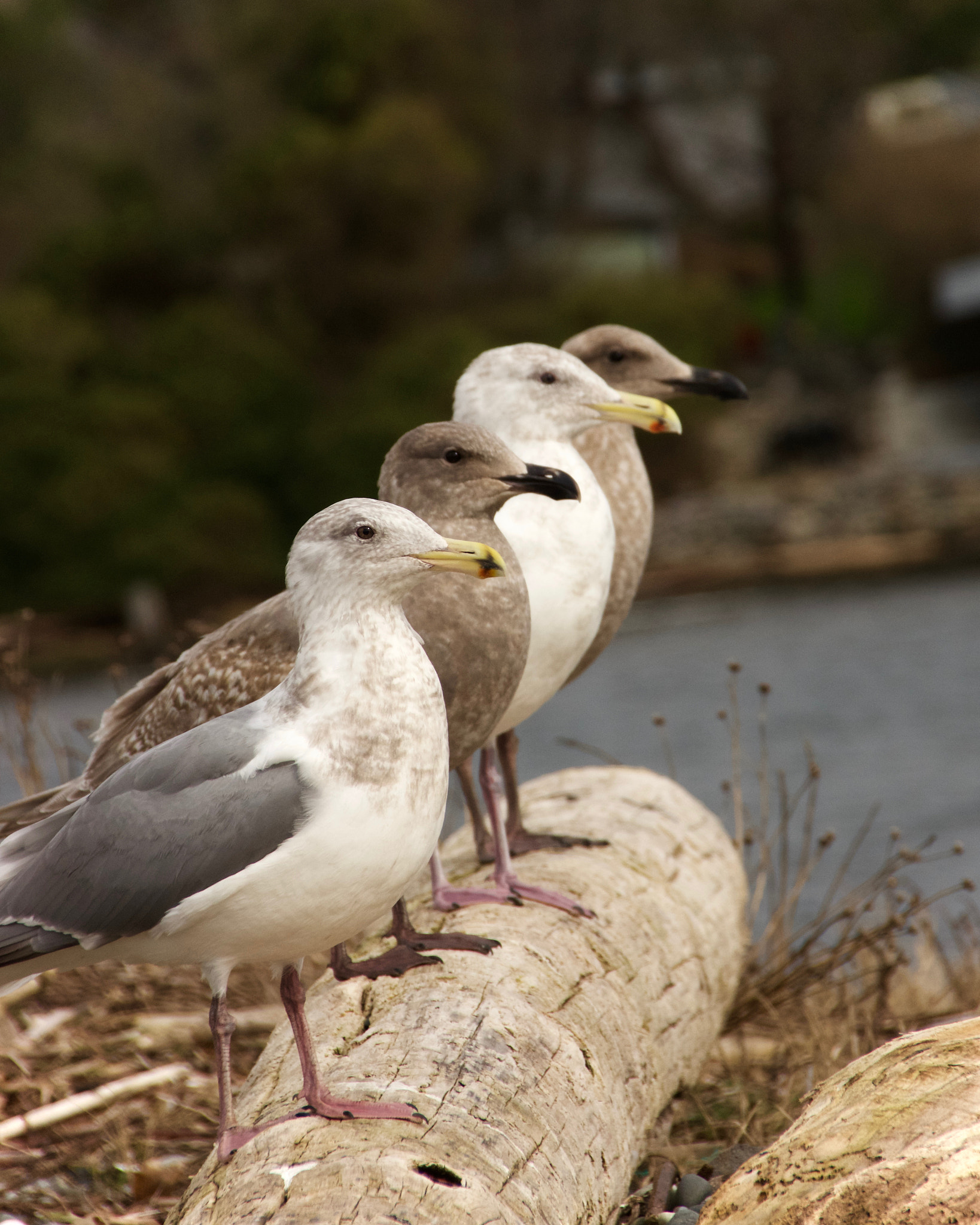 Sigma 18-250mm F3.5-6.3 DC Macro OS HSM sample photo. Glaucous row photography