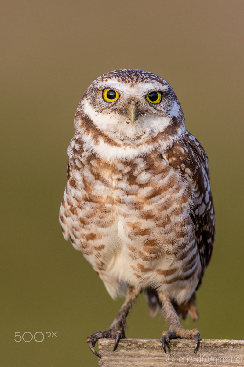 Canon EOS 5DS R + Canon EF 600mm F4L IS II USM sample photo. Burrowing owls photography
