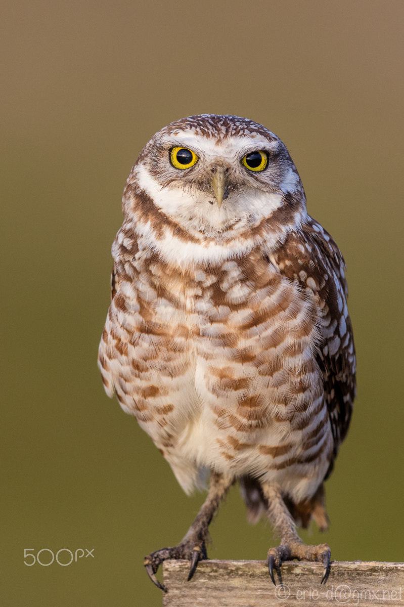 Canon EF 600mm F4L IS II USM sample photo. Burrowing owls photography