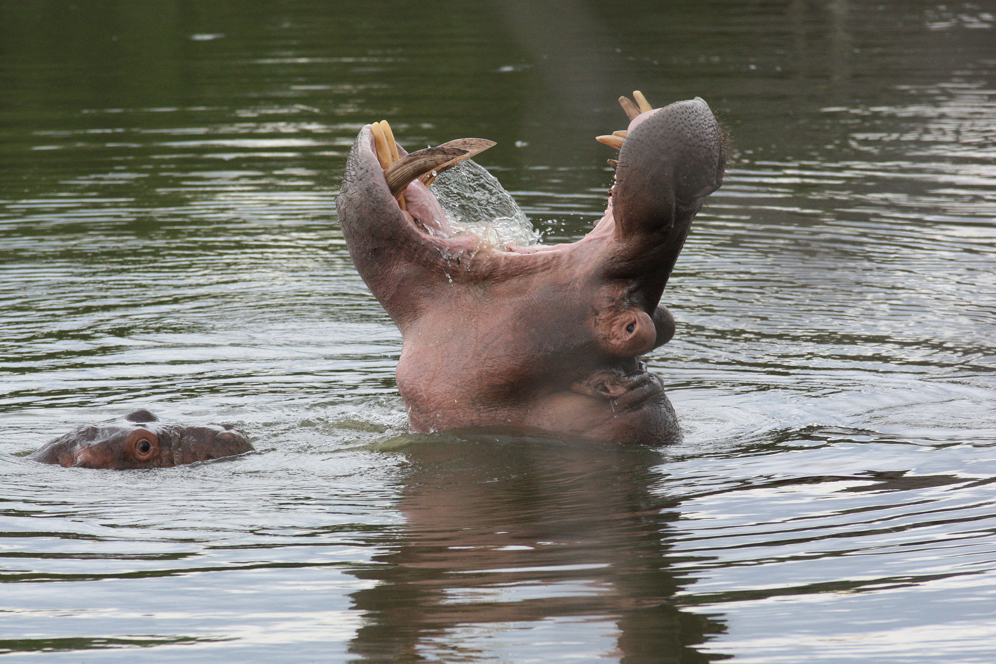 Sigma 70-200mm F2.8 EX DG OS HSM sample photo. Hippo in the wild with a baby looking on photography
