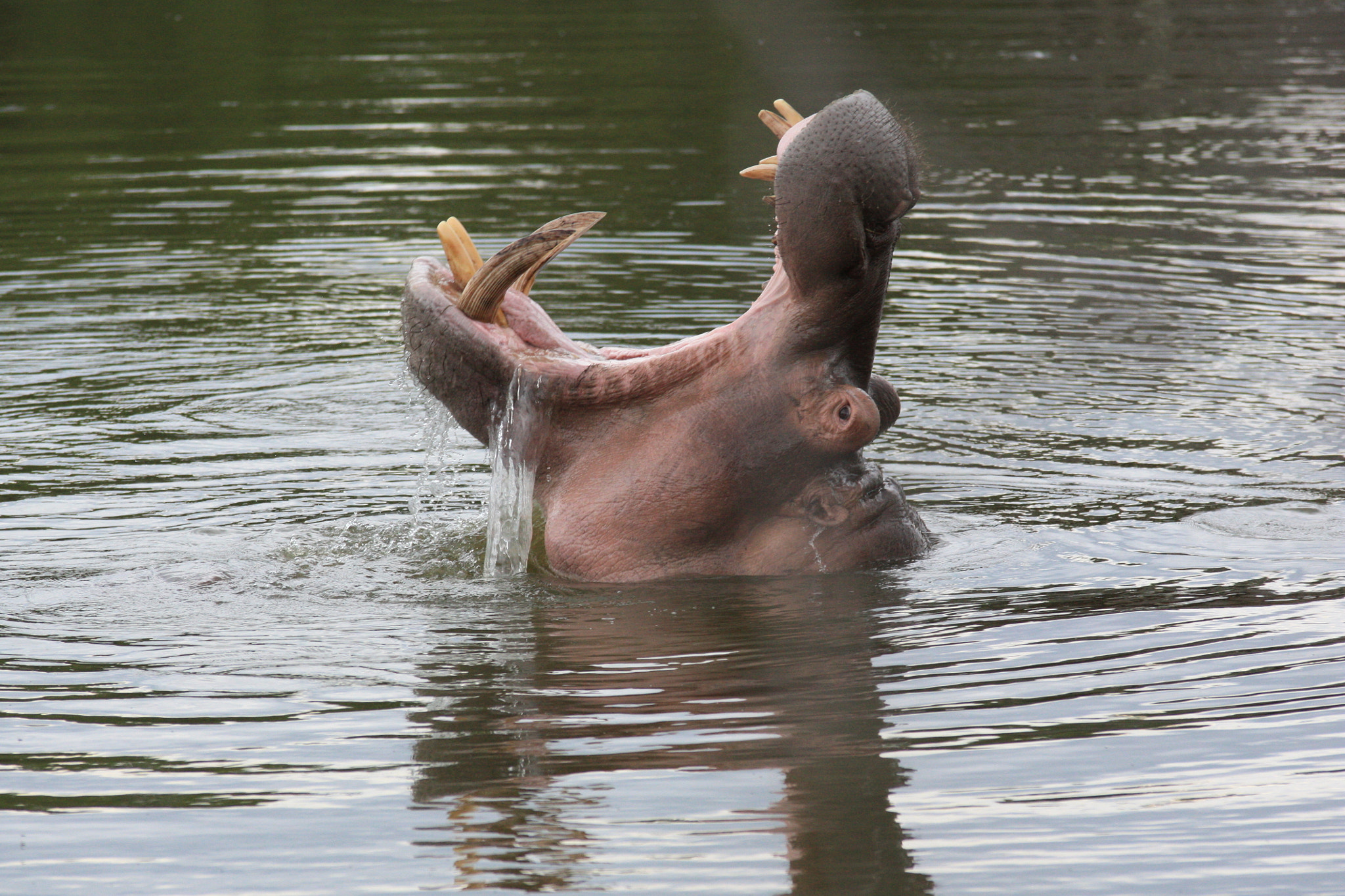 Sigma 70-200mm F2.8 EX DG OS HSM sample photo. Hippo in the wild drooling photography
