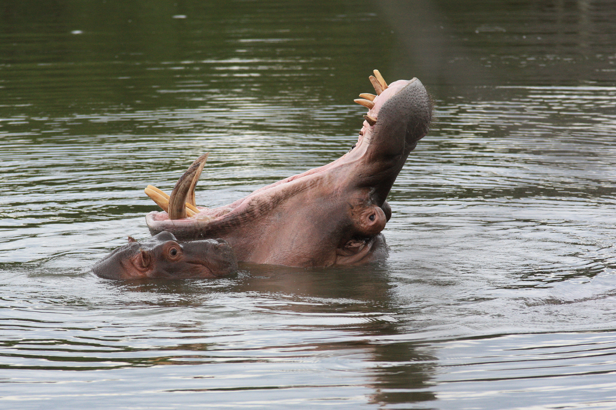 Canon EOS 450D (EOS Rebel XSi / EOS Kiss X2) + Sigma 70-200mm F2.8 EX DG OS HSM sample photo. Hippo in the wild, full extension photography