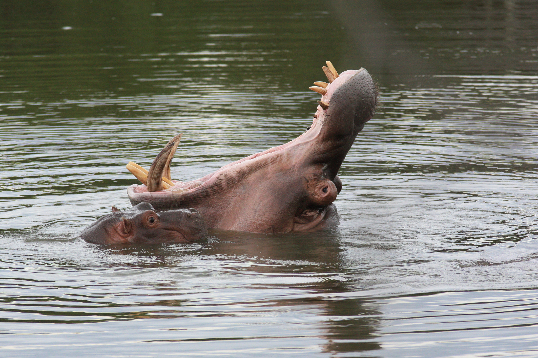 Sigma 70-200mm F2.8 EX DG OS HSM sample photo. Hippo in the wild, full extension photography