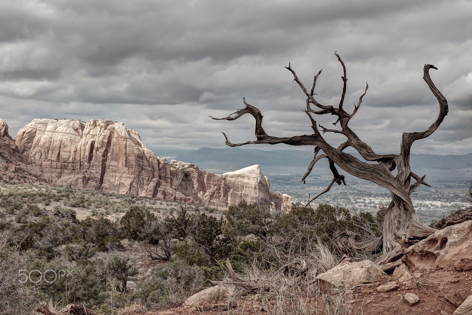 Nikon D40X sample photo. Dead tree enjoying the view photography