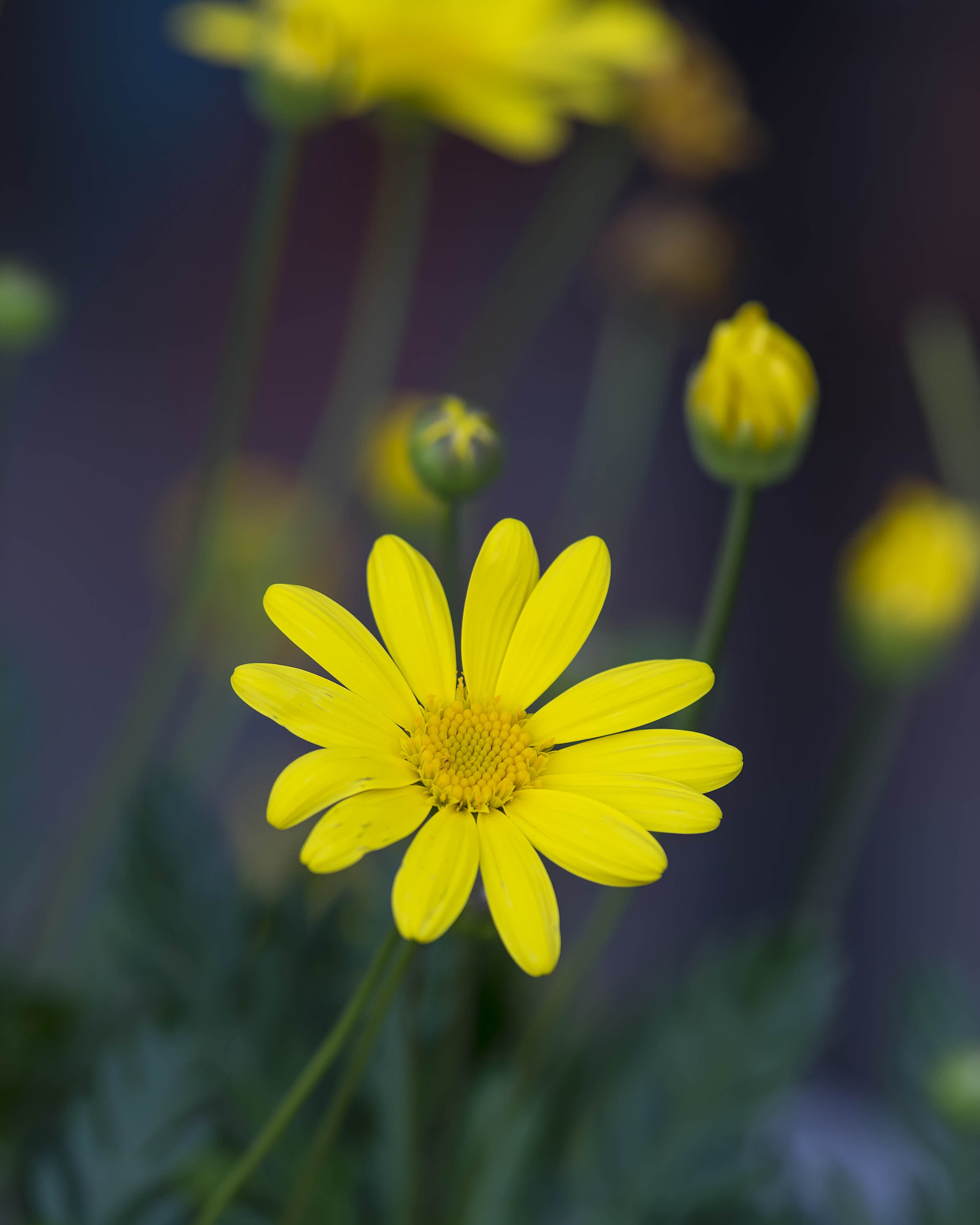 Pentax K-3 sample photo. 24941137844.jpg photography