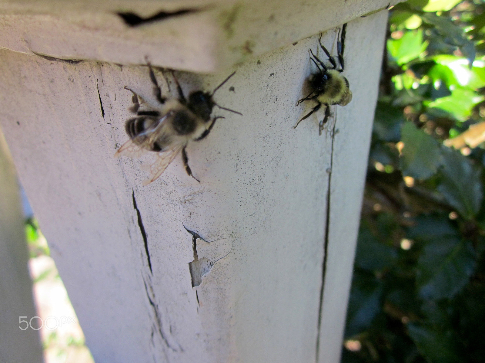 Canon PowerShot SD1300 IS (IXUS 105 / IXY 200F) sample photo. Honeybees on fence post photography