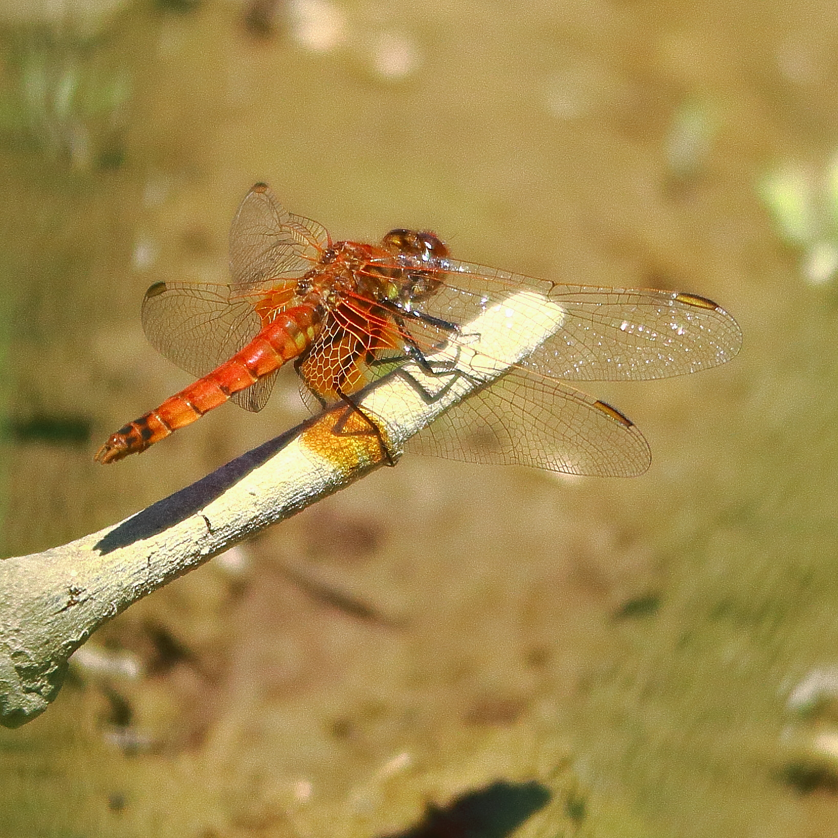 Sigma 150-500mm F5-6.3 DG OS HSM sample photo