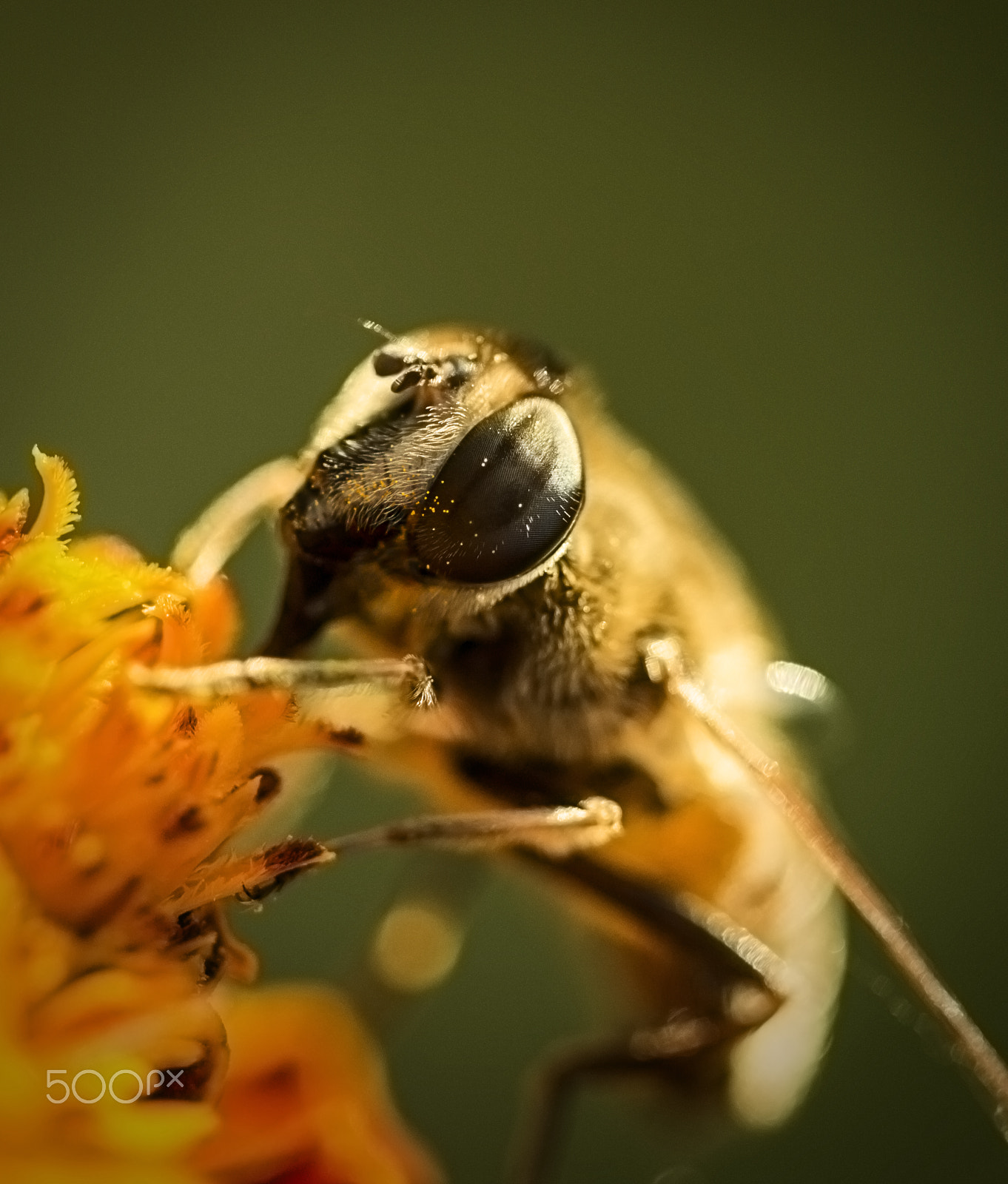 Canon EF 100mm F2.8 Macro USM sample photo. The collector photography